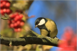 <p>SÝKORA KOŇADRA (Parus major) /Great tit -
Kohlmeise/</p>